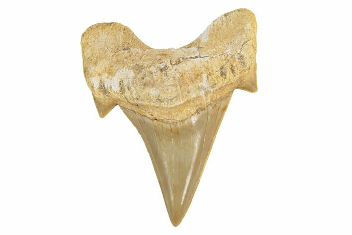 Fossil Shark Tooth (Otodus) - Morocco #226926